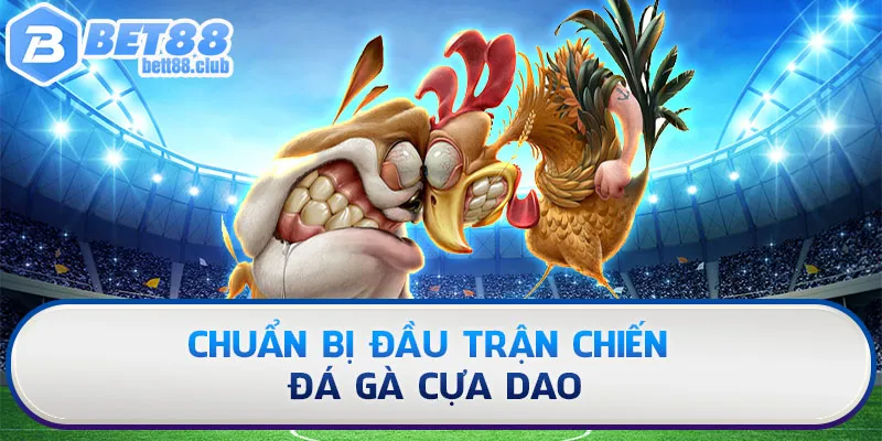 Chuẩn bị đầu trận chiến đá gà cựa dao