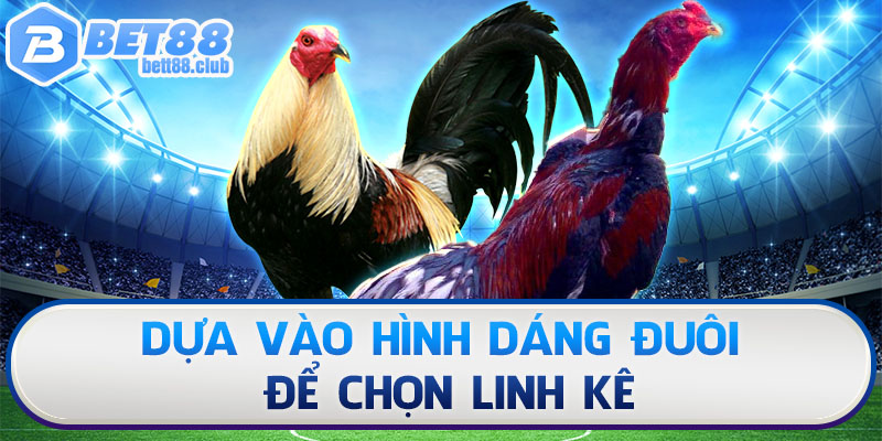 Dựa vào hình dáng đuôi để chọn linh kê