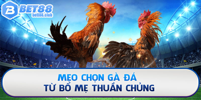 Mẹo chọn gà đá từ bố mẹ thuần chủng