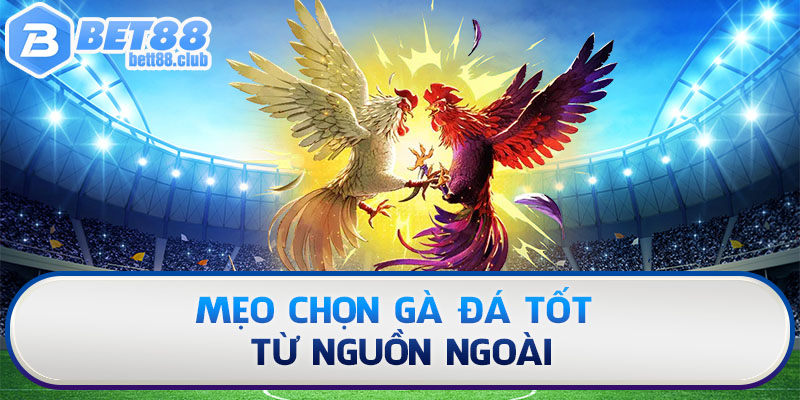 Mẹo chọn gà đá tốt từ nguồn ngoài