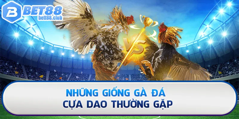 Những giống gà đá cựa dao thường gặp