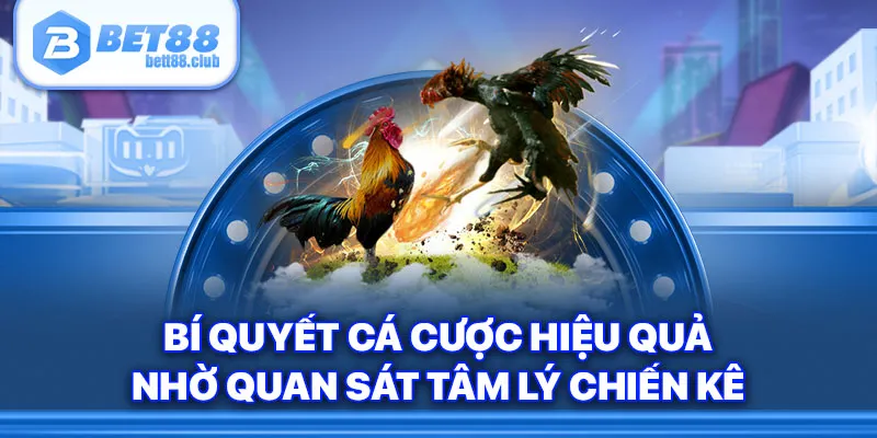 Bí quyết cá cược hiệu quả nhờ quan sát tâm lý chiến kê
