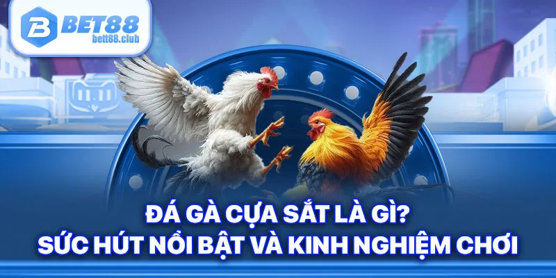 Đá Gà Cựa Sắt Là Gì? Sức Hút Nổi Bật Và Kinh Nghiệm Chơi