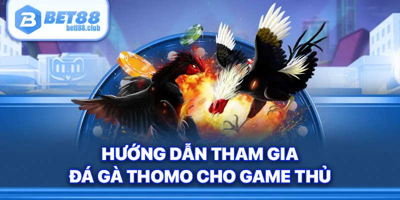 Hướng dẫn tham gia đá gà Thomo cho game thủ